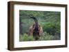 African Elephant Grazing on Tree-DLILLC-Framed Photographic Print