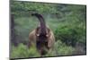 African Elephant Grazing on Tree-DLILLC-Mounted Photographic Print