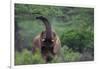 African Elephant Grazing on Tree-DLILLC-Framed Photographic Print