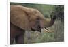 African Elephant Grazing on Tree-DLILLC-Framed Photographic Print