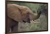 African Elephant Grazing on Tree-DLILLC-Framed Photographic Print