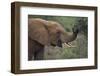 African Elephant Grazing on Tree-DLILLC-Framed Photographic Print