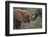 African Elephant Grazing on Tree-DLILLC-Framed Photographic Print