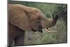 African Elephant Grazing on Tree-DLILLC-Mounted Photographic Print