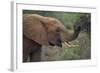 African Elephant Grazing on Tree-DLILLC-Framed Photographic Print