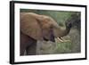 African Elephant Grazing on Tree-DLILLC-Framed Photographic Print