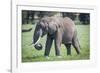 African elephant grazing.-Larry Richardson-Framed Photographic Print