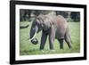 African elephant grazing.-Larry Richardson-Framed Photographic Print