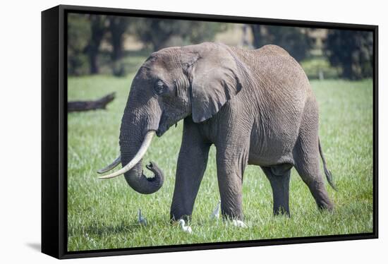 African elephant grazing.-Larry Richardson-Framed Stretched Canvas