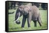 African elephant grazing.-Larry Richardson-Framed Stretched Canvas