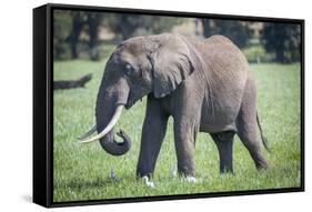 African elephant grazing.-Larry Richardson-Framed Stretched Canvas