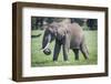 African elephant grazing.-Larry Richardson-Framed Photographic Print