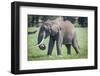 African elephant grazing.-Larry Richardson-Framed Photographic Print