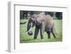 African elephant grazing.-Larry Richardson-Framed Photographic Print