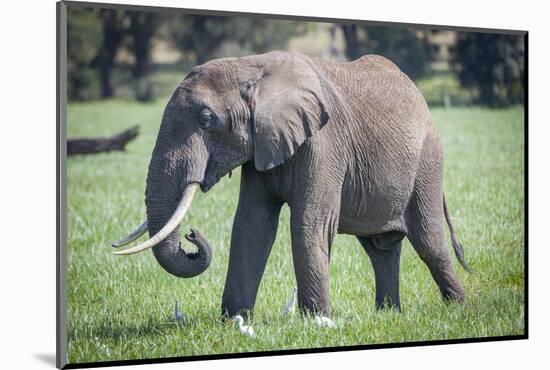 African elephant grazing.-Larry Richardson-Mounted Photographic Print