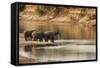 African Elephant Group Drinking at Water-null-Framed Stretched Canvas