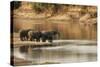African Elephant Group Drinking at Water-null-Stretched Canvas