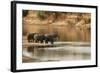 African Elephant Group Drinking at Water-null-Framed Photographic Print