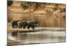 African Elephant Group Drinking at Water-null-Mounted Photographic Print