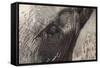 African Elephant Head and Skin Detail (Loxodonta Africana)-Ann and Steve Toon-Framed Stretched Canvas