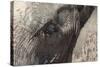 African Elephant Head and Skin Detail (Loxodonta Africana)-Ann and Steve Toon-Stretched Canvas