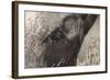 African Elephant Head and Skin Detail (Loxodonta Africana)-Ann and Steve Toon-Framed Photographic Print