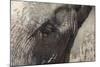 African Elephant Head and Skin Detail (Loxodonta Africana)-Ann and Steve Toon-Mounted Photographic Print