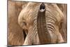 African Elephant (Head and Trunk)-null-Mounted Poster