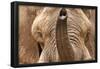 African Elephant (Head and Trunk)-null-Framed Poster