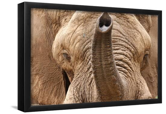 Poster, , large