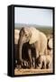 African elephant herd , Addo Elephant Nat'l Park, Eastern Cape, South Africa, Africa-Christian Kober-Framed Stretched Canvas