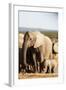 African elephant herd , Addo Elephant Nat'l Park, Eastern Cape, South Africa, Africa-Christian Kober-Framed Photographic Print