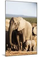 African elephant herd , Addo Elephant Nat'l Park, Eastern Cape, South Africa, Africa-Christian Kober-Mounted Photographic Print
