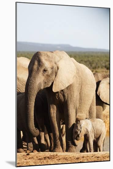 African elephant herd , Addo Elephant Nat'l Park, Eastern Cape, South Africa, Africa-Christian Kober-Mounted Photographic Print