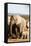 African elephant herd , Addo Elephant Nat'l Park, Eastern Cape, South Africa, Africa-Christian Kober-Framed Stretched Canvas