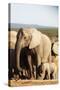 African elephant herd , Addo Elephant Nat'l Park, Eastern Cape, South Africa, Africa-Christian Kober-Stretched Canvas