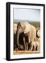 African elephant herd , Addo Elephant Nat'l Park, Eastern Cape, South Africa, Africa-Christian Kober-Framed Photographic Print