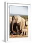 African elephant herd , Addo Elephant Nat'l Park, Eastern Cape, South Africa, Africa-Christian Kober-Framed Photographic Print