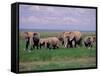 African Elephant Herd and Cattle Egrets, Amboseli National Park, Kenya-Art Wolfe-Framed Stretched Canvas