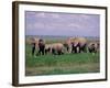 African Elephant Herd and Cattle Egrets, Amboseli National Park, Kenya-Art Wolfe-Framed Photographic Print