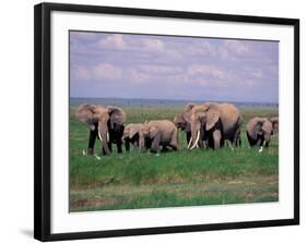 African Elephant Herd and Cattle Egrets, Amboseli National Park, Kenya-Art Wolfe-Framed Photographic Print