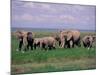 African Elephant Herd and Cattle Egrets, Amboseli National Park, Kenya-Art Wolfe-Mounted Photographic Print