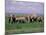 African Elephant Herd and Cattle Egrets, Amboseli National Park, Kenya-Art Wolfe-Mounted Photographic Print