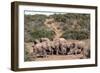 African elephant herd at a waterhole, Addo Elephant Nat'l Park, Eastern Cape, South Africa, Africa-Christian Kober-Framed Photographic Print