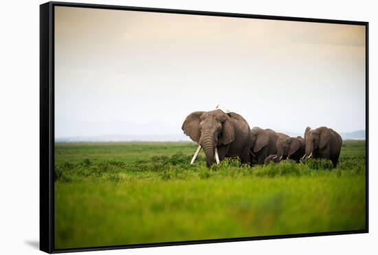 African Elephant Herd at Sunset in Amboseli National Park, Kenya-Santosh Saligram-Framed Stretched Canvas