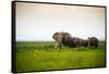 African Elephant Herd at Sunset in Amboseli National Park, Kenya-Santosh Saligram-Framed Stretched Canvas