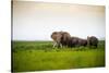 African Elephant Herd at Sunset in Amboseli National Park, Kenya-Santosh Saligram-Stretched Canvas