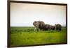 African Elephant Herd at Sunset in Amboseli National Park, Kenya-Santosh Saligram-Framed Photographic Print