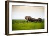 African Elephant Herd at Sunset in Amboseli National Park, Kenya-Santosh Saligram-Framed Premium Photographic Print