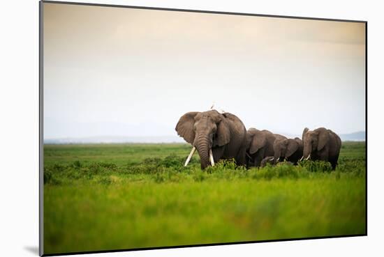 African Elephant Herd at Sunset in Amboseli National Park, Kenya-Santosh Saligram-Mounted Premium Photographic Print